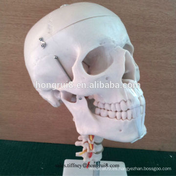 Modelo de cráneo anatómico ISO con columna cervical, cráneo de plástico